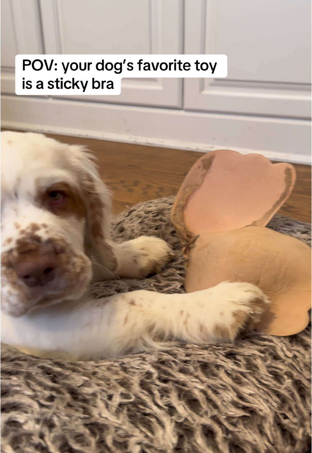 After catching him running out of my room with it for the 3rd time I decided to just let him have it and it’s since become his emotional support sticky bra 🙄 #chewtoy #puppystory #dogtoys #fyp #puppytiktok 