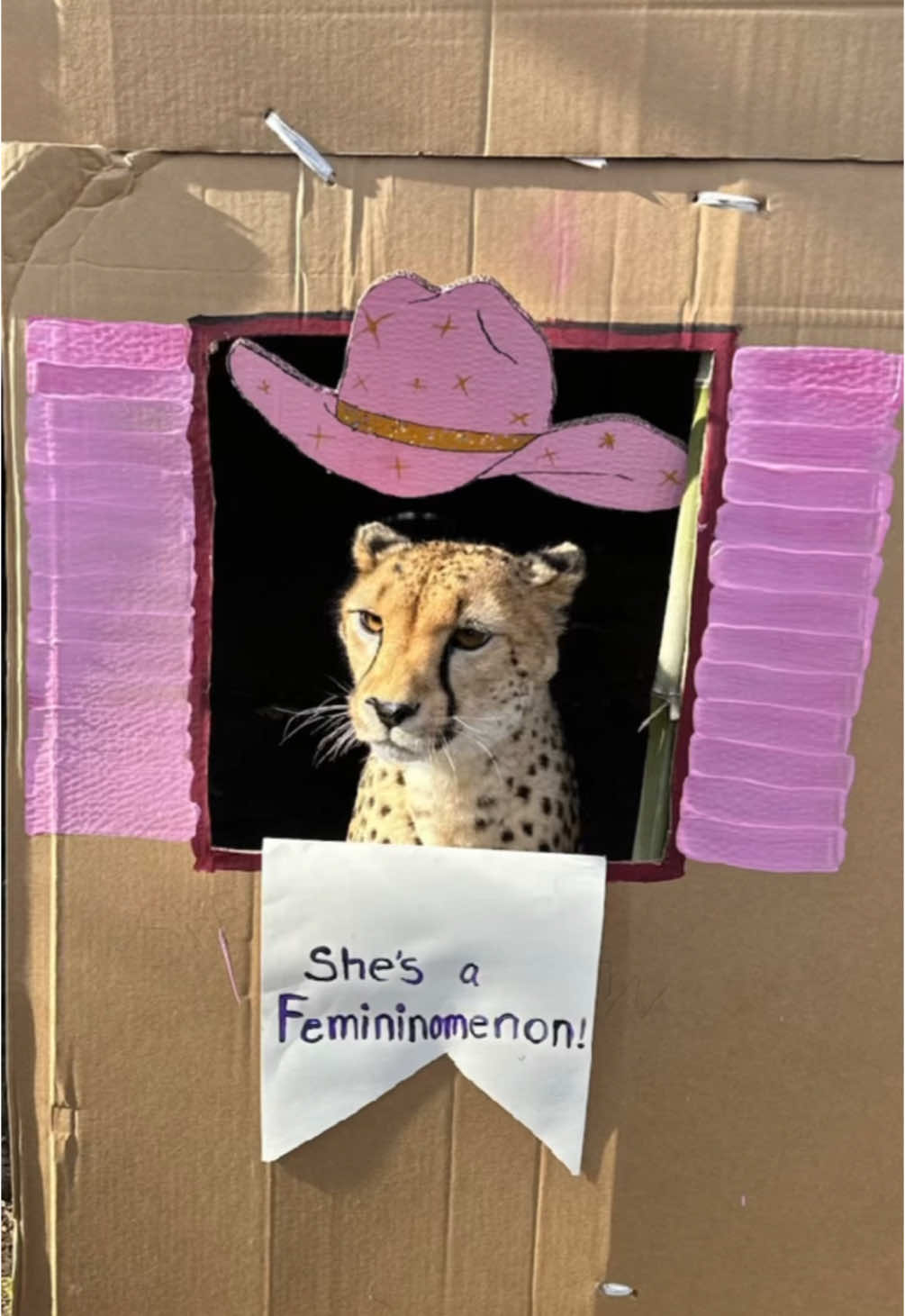 Nandi shares our love for @chappell roan and cardboard boxes  #cheetah #pinkponyclub #chappellroan #cheetahsofinstagram #princessparty #birthdayparty #femininomenon 