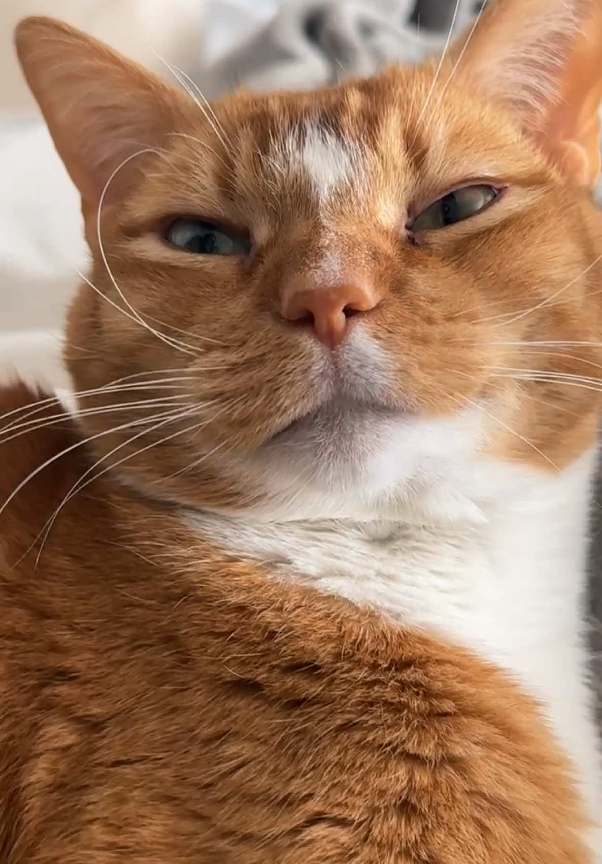 my guy took a long nap #catsoftiktok #PetsOfTikTok #orangecat 