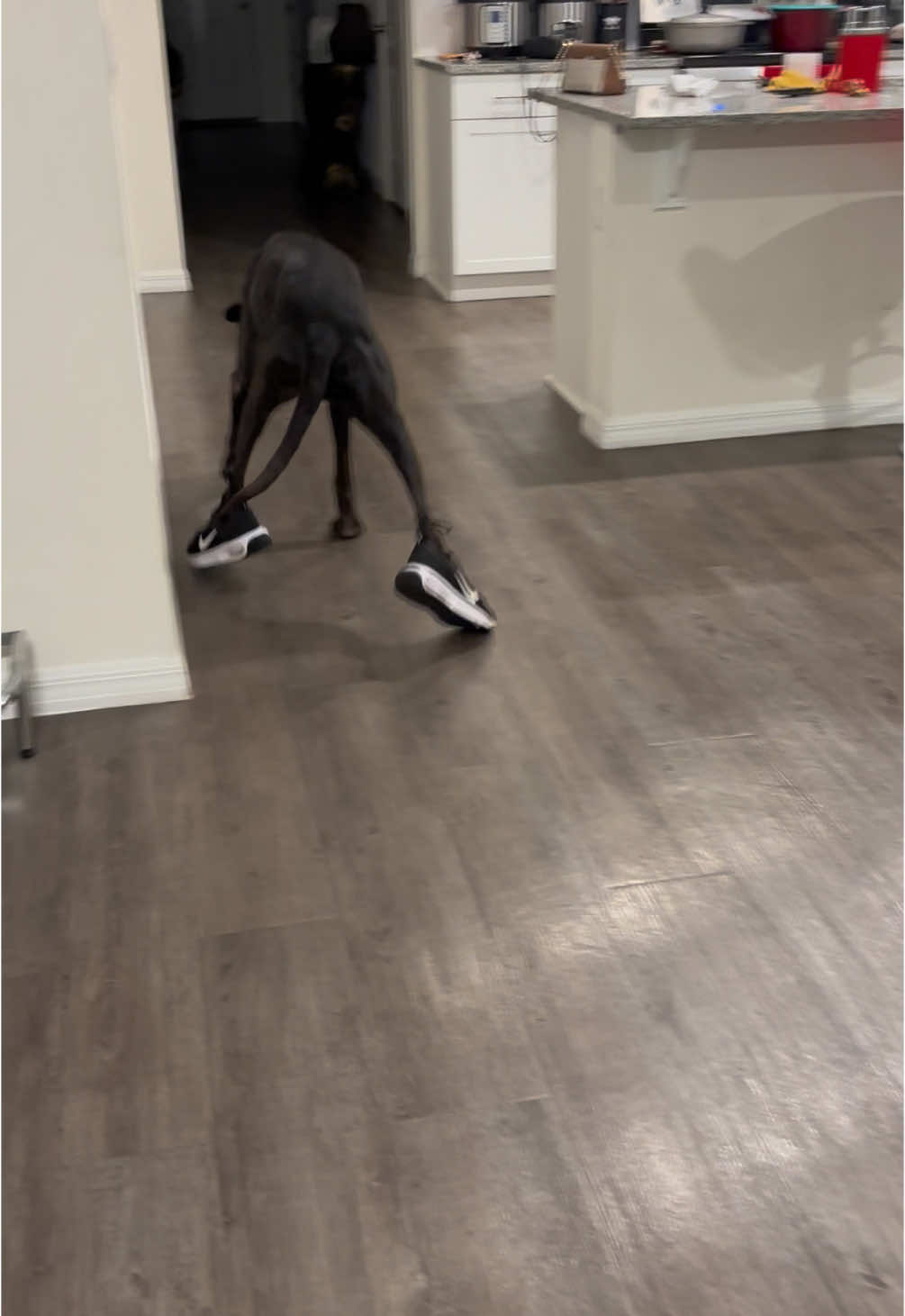 Why…. #fy #fyp #fypシ #greatdane #dog #dogsoftiktok #why #nike 