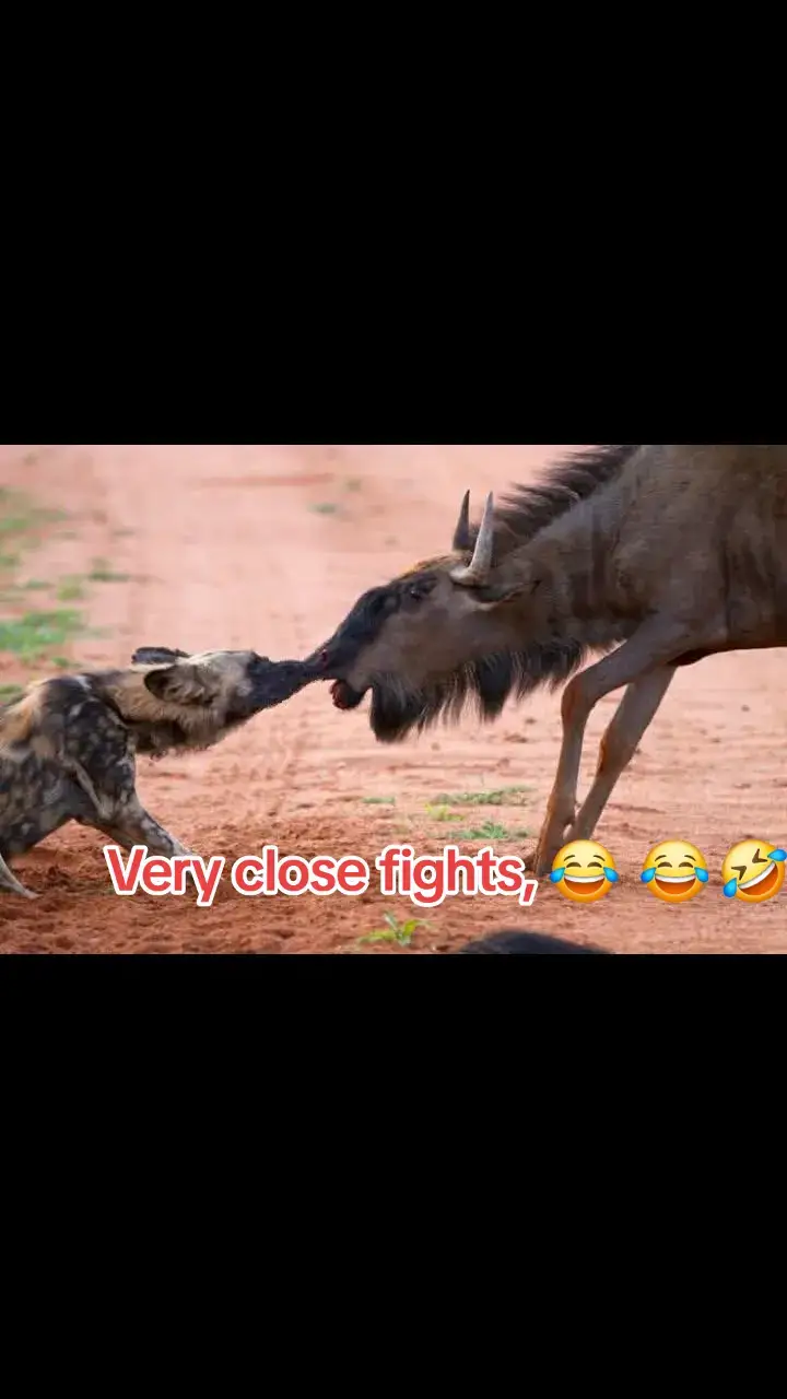 1 vs 1 fight 