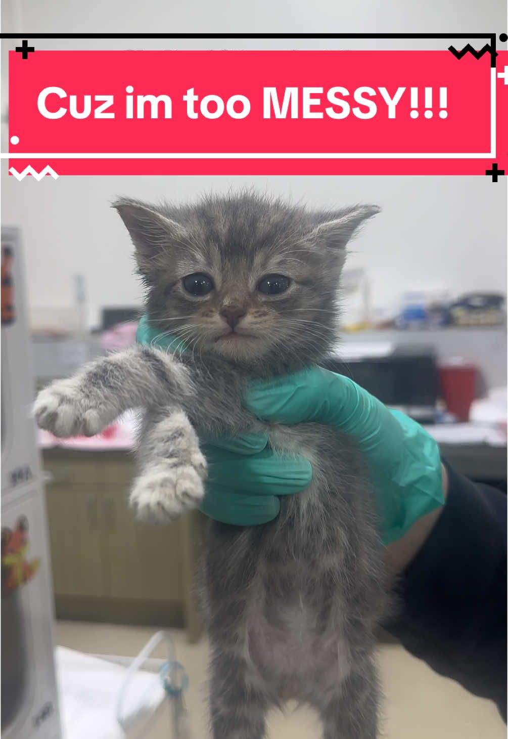 This is giving “oh look a strawberry” in a different font. #shelterkitten #shelterkittens #kittenfoster #catfoster #trendingaudio #imtoomessy #cuzimtoomessy #messy #sofiarichiedance 