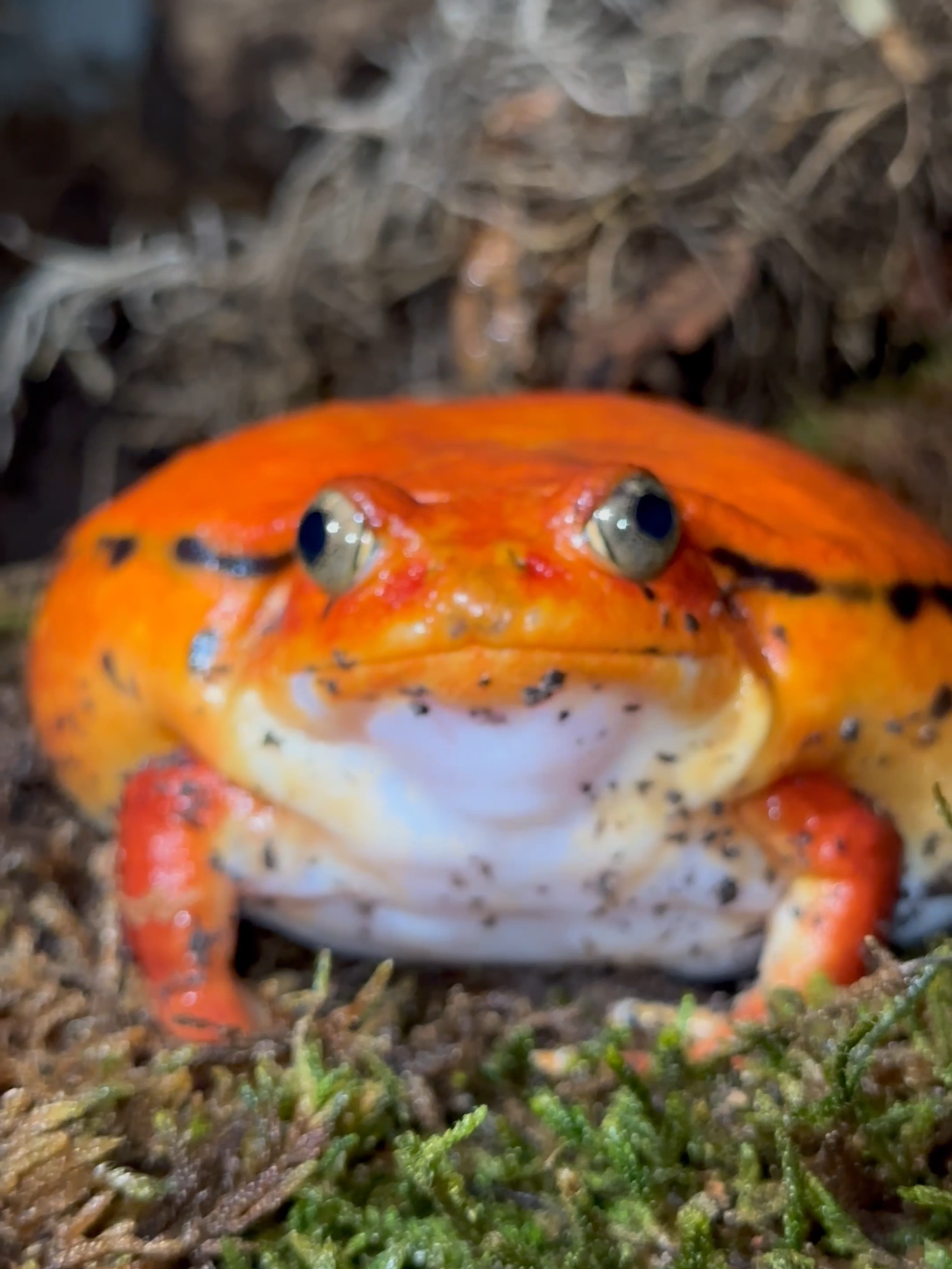These frogs spend much of their time burrowed under leaves and mud. #tomatofrog #tomato #frog #amphibian #frogtok #toad #frogtiktok
