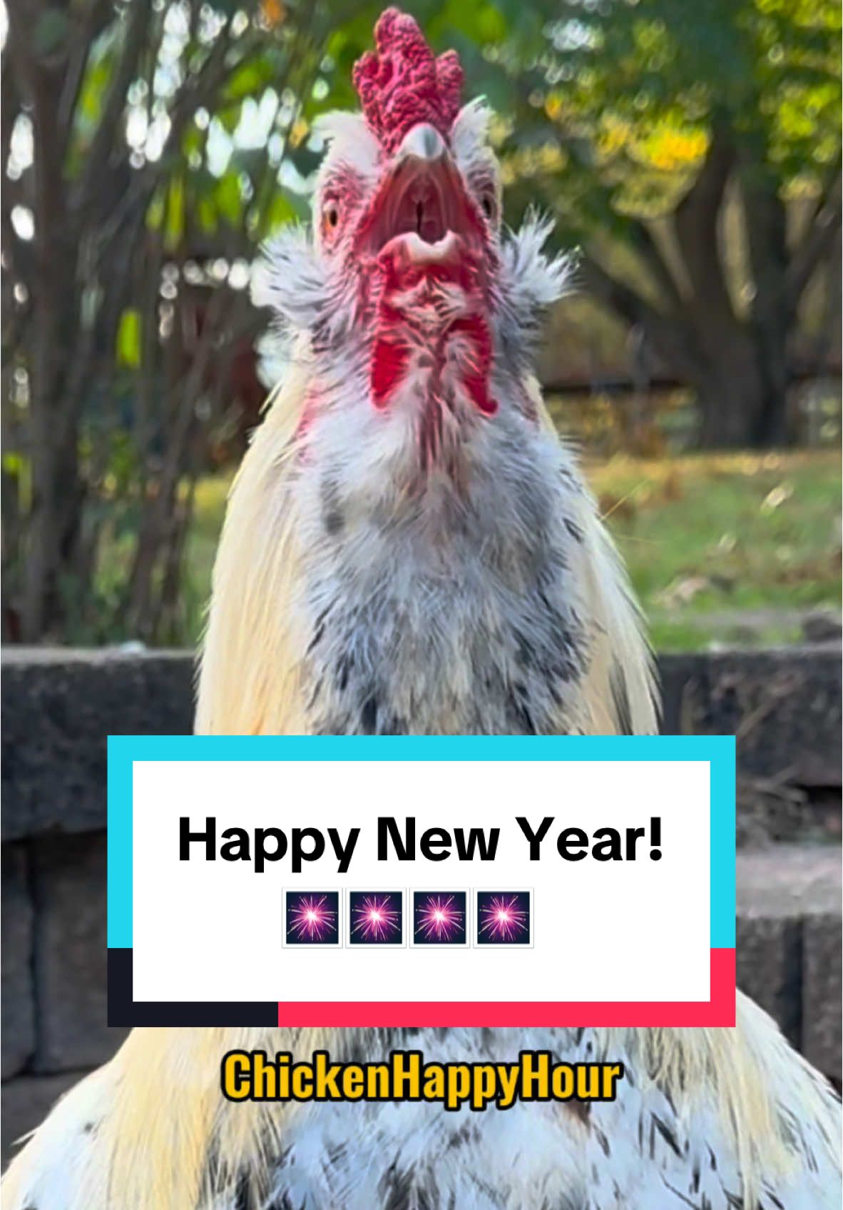 Happy New Year!🐔🎉 #newyear #happynewyear #chickens #rooster #newyears #funnyanimals #chickensoftiktok #memesdaily #2025 #chickenhappyhour   