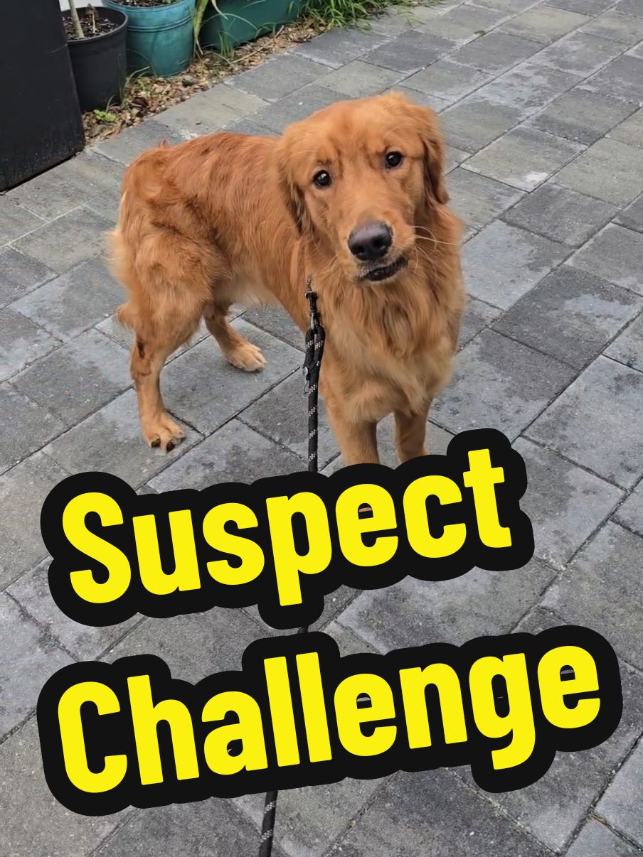 Suspect Challenge 😂 #goldenretriever #golden #puppy #dog #goldie #cutepuppy #sillydog #puppylove #puppylife #funnypuppy #dogmom #suspectchallenge 