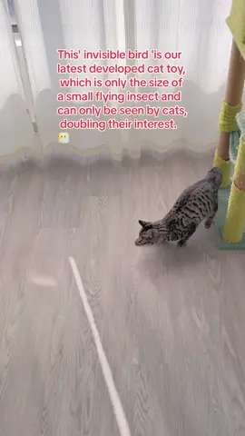 If you can see, it means your vision has surpassed that of a cat!#funycats #cattoys #catlover #potaroma 