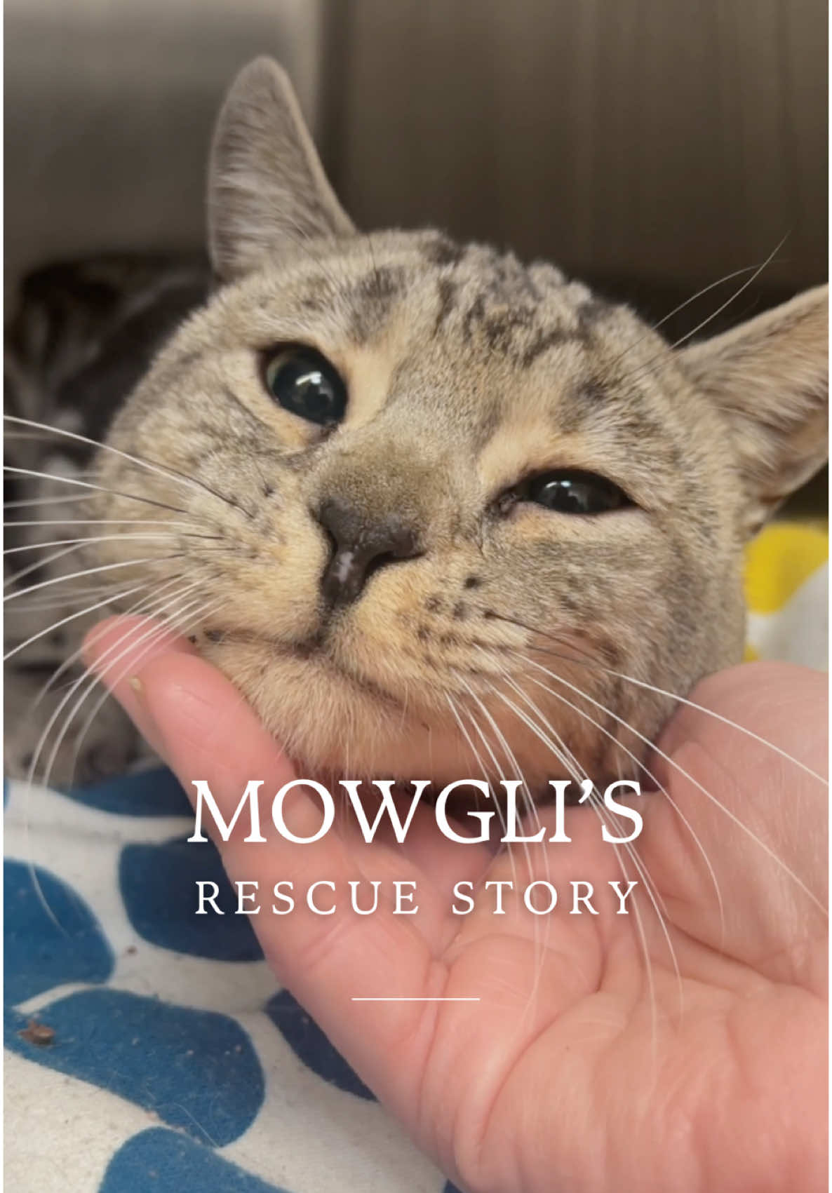 Mowgli’s Rescue Story 💗 I can’t even imagine what Mowgli went through before our paths crossed. After likely being hit by a car, he spent weeks all alone and injured… it breaks my heart. Despite everything, Mowgli is the sweetest, most resilient boy. And now, he’s finally safe, loved, and is getting the care he needs to heal. I’m so grateful to be a part of his journey. Thank you so much for showering this boy with all your love, support, and donations. It means the world 🥰 And a big thank you to #FurboForGood for making this video possible and generously donating to The Happy Kitty Rescue! I am so grateful for their support and the impact they’re making in the whole rescue community. Every purchase made with Furbo helps improve the well-being of rescued pets by providing meals, shelter, training, and more.  I’ve especially loved having our Furbo Cat Camera to capture all our precious moments and keep an eye on the babies when I’m not home. Thank you, @Furbo Pet Camera!