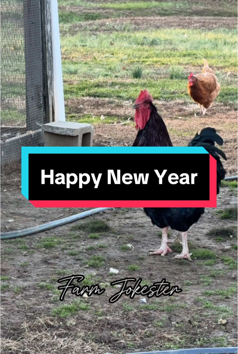 Happy New Year!, Happy New Year!, Happy New Year! #happynewyear #happynewyear2025 #2025 #newyear #newyearseve #newyearsresolution #newyears #hny #dadjokes #chicken #chickens #hen #hens #rooster #roosters #roostersofinstagram #nameyellingchicken #chickensofinstagram #backyardchickens #farmjokester #michaelsalerno  🎙️: Edigar Silva @borariechorar