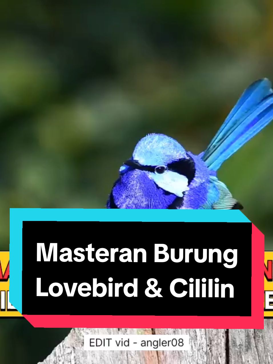 masteran suara lovebird & cililin  #masteranburung #masteranrolltembak #masteranburungjuara #masteranmuraibatu #masterancucakijo #masteransogon #masterankonin #masterankacer #masteranburungmaterimewah #masteranburungfullmateri #masteranburungfulltembakan #kicaumania #fyp #masteranfullmateri #masteranpelatuk #masterancendet #masteranpleci #masterantengkekbuto #masterankenari #masterankenarirusia #masterancigun #masteransikatanlondo #masterantembakankasar #masteranburunganis #masterancililin #burungmasteran 