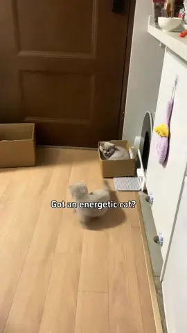 Who has energetic cat?#cattoys #catsoftiktok #catowner #catlover #catplaying #tiktokmademebuyit 