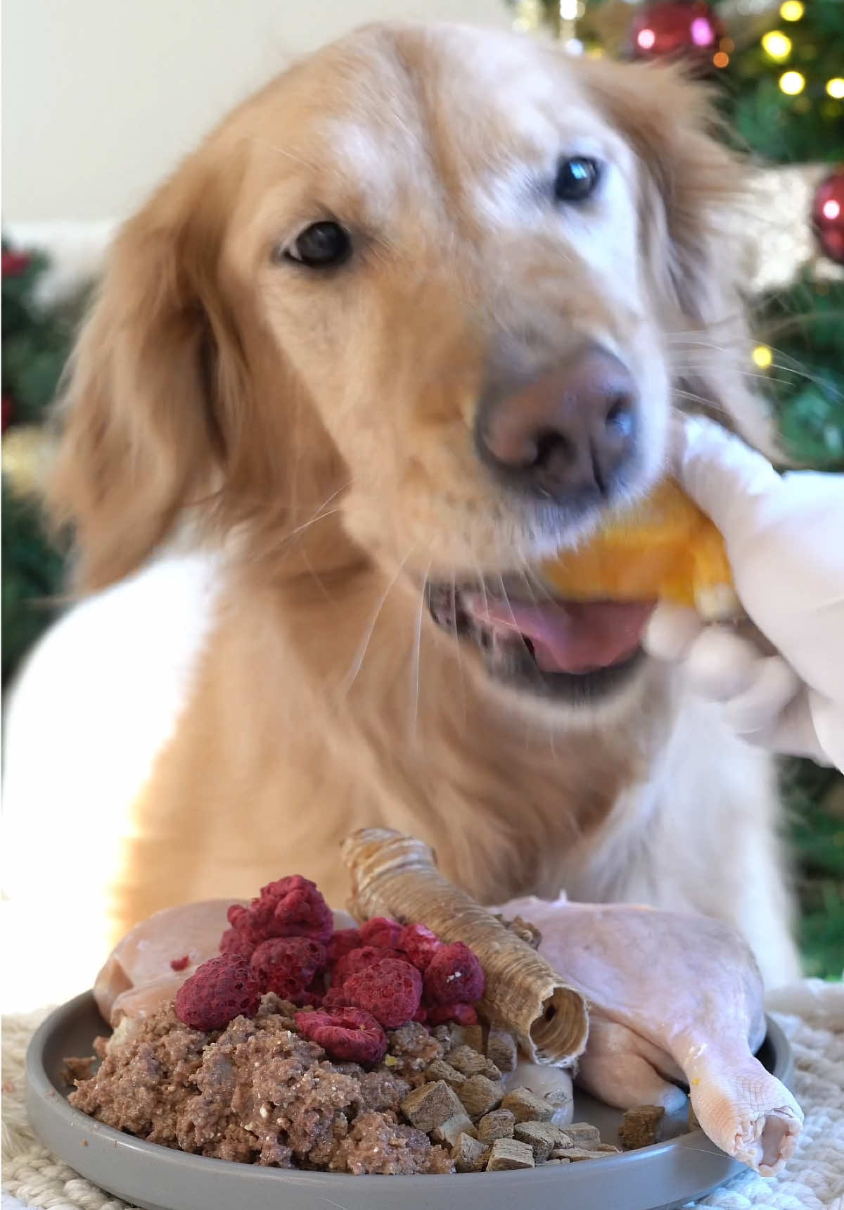 #ASMR #fyp #goldenretriever #mukbang #dog #cute #puppy #eatfood #狗狗 #狗狗吃播 #波尼啵啵 