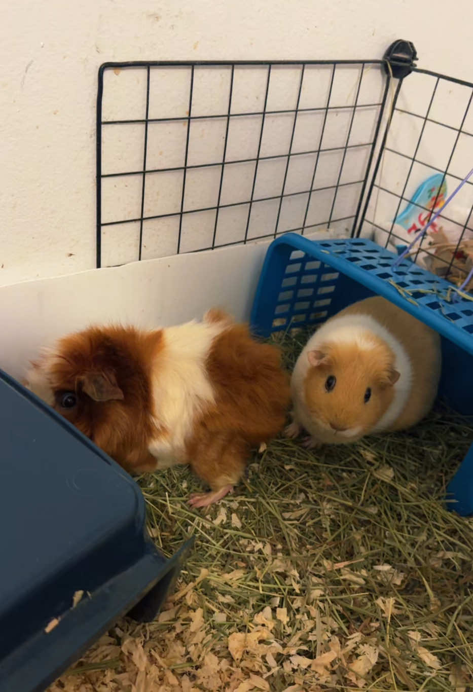 Todd identifies as a guinea pig. Ohhhh my! He loves them! #guineapig #guineapigs #orangecat #orangecatbehavior #orangecatsoftiktok #farmanimals #guineapigsoftiktok 