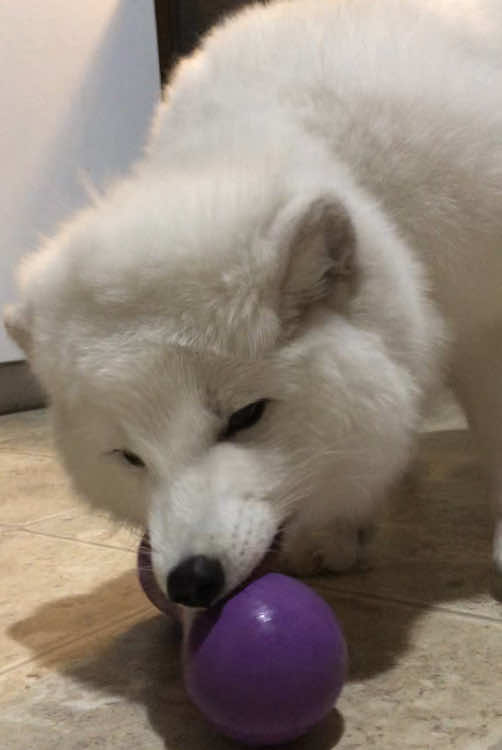 Aku’s Fox grumbles♥️He might like his Christmas present a little too much 😂🦊#whatdoesthefoxsay #arcticfox #fox #fyp #exoticpets 