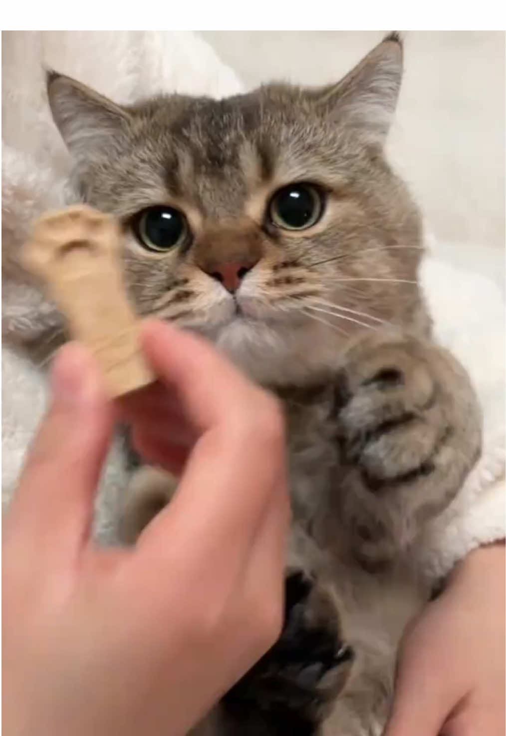 #cat #cutecat #funnycat #catsoftiktok #kitty 