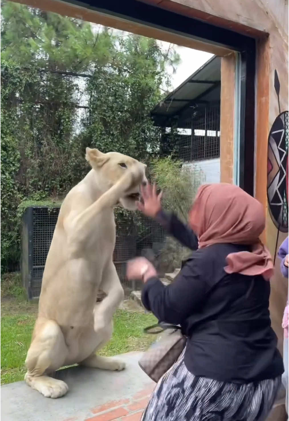 Elida 👩🏻 vs singa 🦁 #lembangparkandzoo #mufasa #fightlion #EkspresikanDenganCapCut 