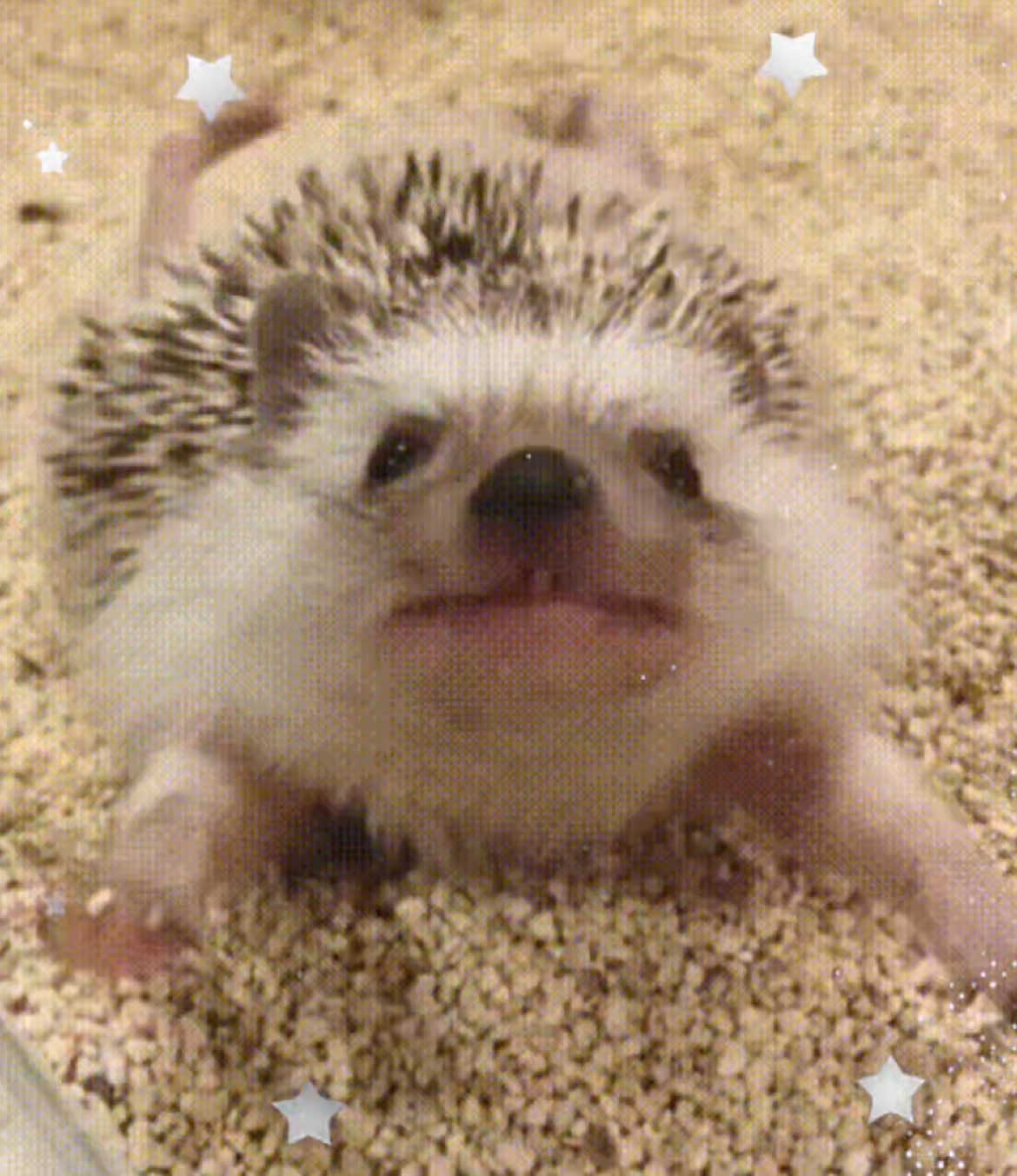 🦔🦔🦔 #🌷 #CUTEE #cutie #🥥 #cute #🎀 #adorable #fyp #foryou #🦔💞 #🦔 