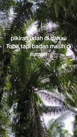 info yang mau berangkat bareng ke danau Toba 🙏#cbjarijariasahan #foryourpage #foryourpage #pyfツ 