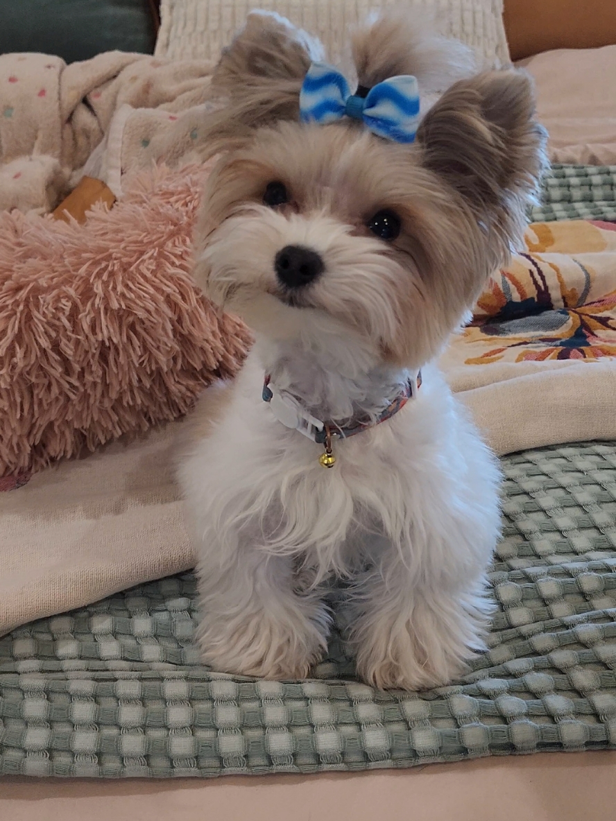 When you tell her we're going somewhere, she get's SO excited! #chloe #puppytiktok #puppylife #yorkie #yorkiesoftiktok #roadtrip #traveldog #travel 