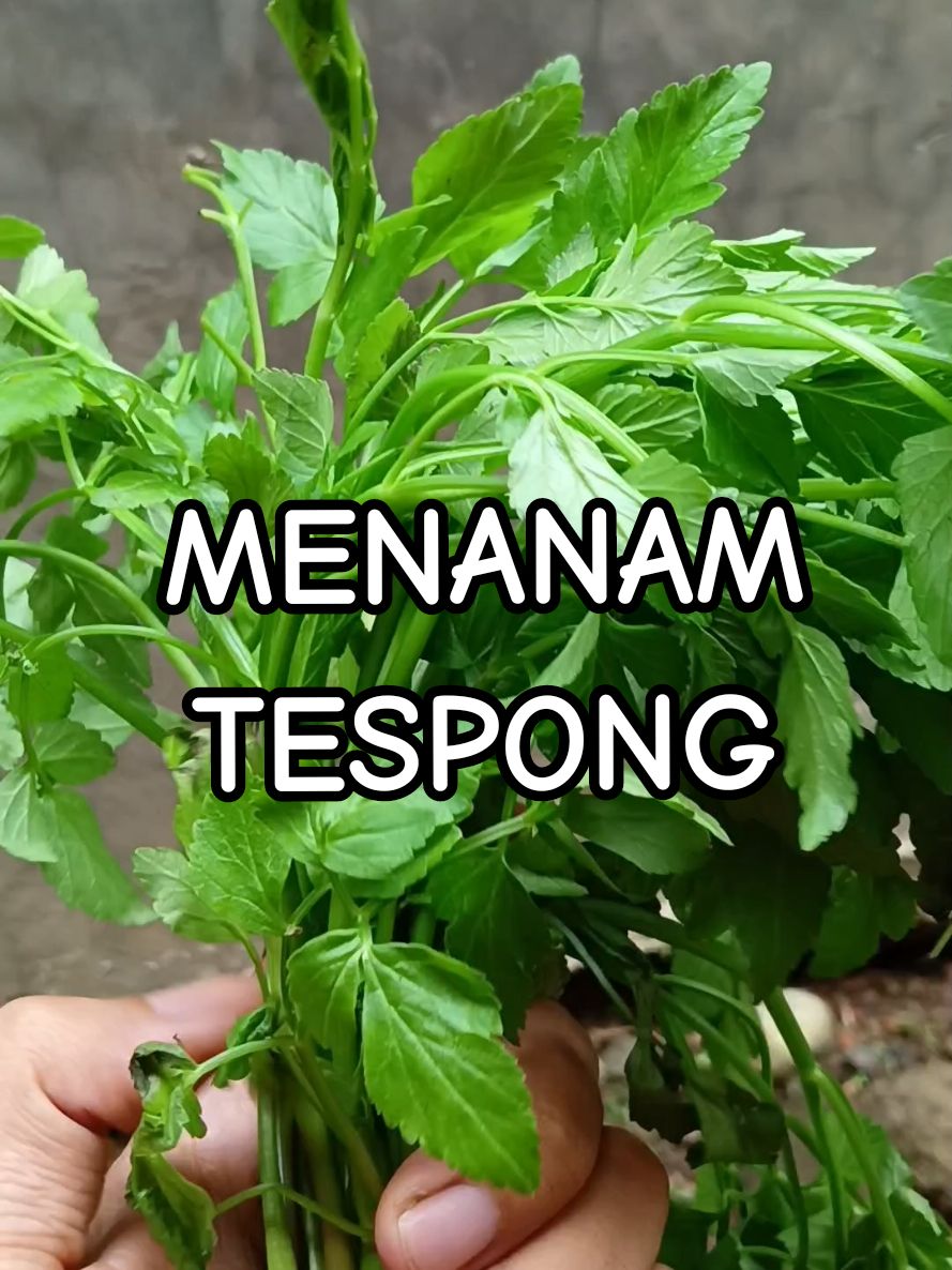 Menanam tespong di samping rumah #tespong #lalapan #antanan #kenikir #sunda #sambal #tasikmalaya #mukbang #mukbanglalapn #kebunsayur #petiksayur #survival 