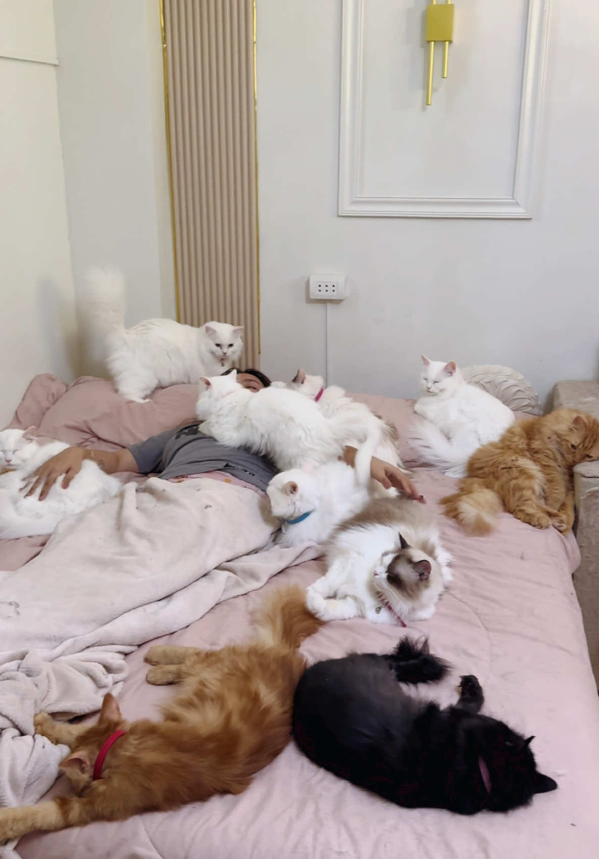How it feels living with 18 sweet cats. It’s heaven🥰 #pets #catsoftiktok #fyp #foryou #foryoupage #catlover #cats #fypppppppppppppp #trending #persiancat #cattok #cutecats #sweetcat 