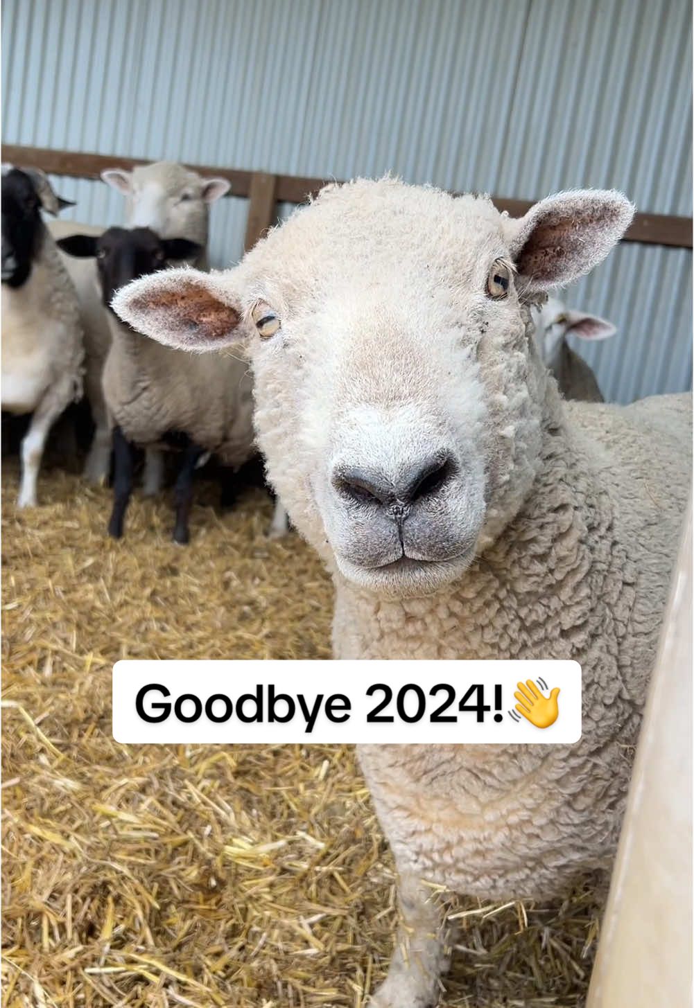 Thank you so much for following along this year and for all your kind words and support for the animals! 🐑🐱  It’s been a huge year, and I’m looking forward to continuing into 2025, doing what I can to make the world a kinder place for all animals. 🌱💚  If you’d like to get involved too, check out @Veganuary - it’s an amazing way to make a difference for the animals, the planet, and yourself. Here’s to an even brighter 2025! ✨ #rescueanimals #vegan #farmsanctuary #adoptdontshop #friendsnotfood 