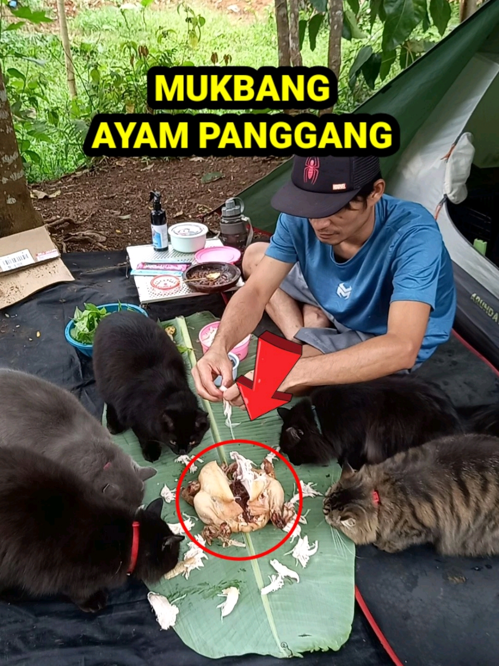 😸: Alhamdulillah Makan Enak #pecintakucingindonesia #catadventures #catsoftiktok #catlovers #campingwithcats 