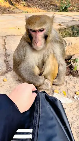 #tiktok #monkey #foryou 