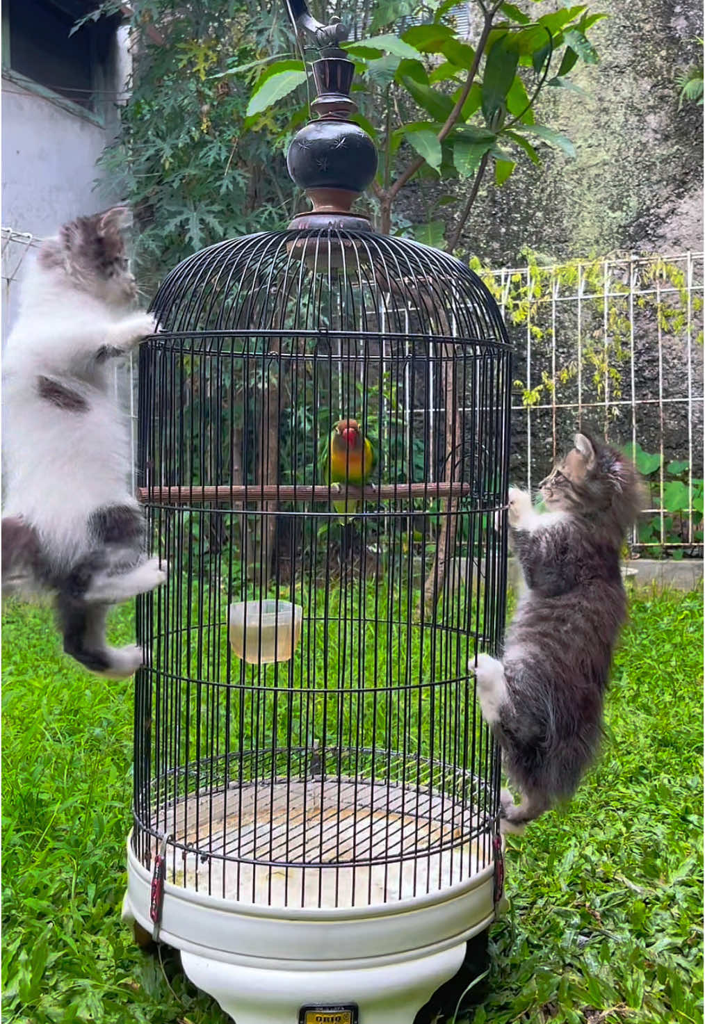 POV : burung kepo ketemu sama bocil kepo #kicaumania #kicaumaniaindonesia ##kicaumanianusantara #lovebird #lovebirdkonslet #lovebirdngekekpanjang 