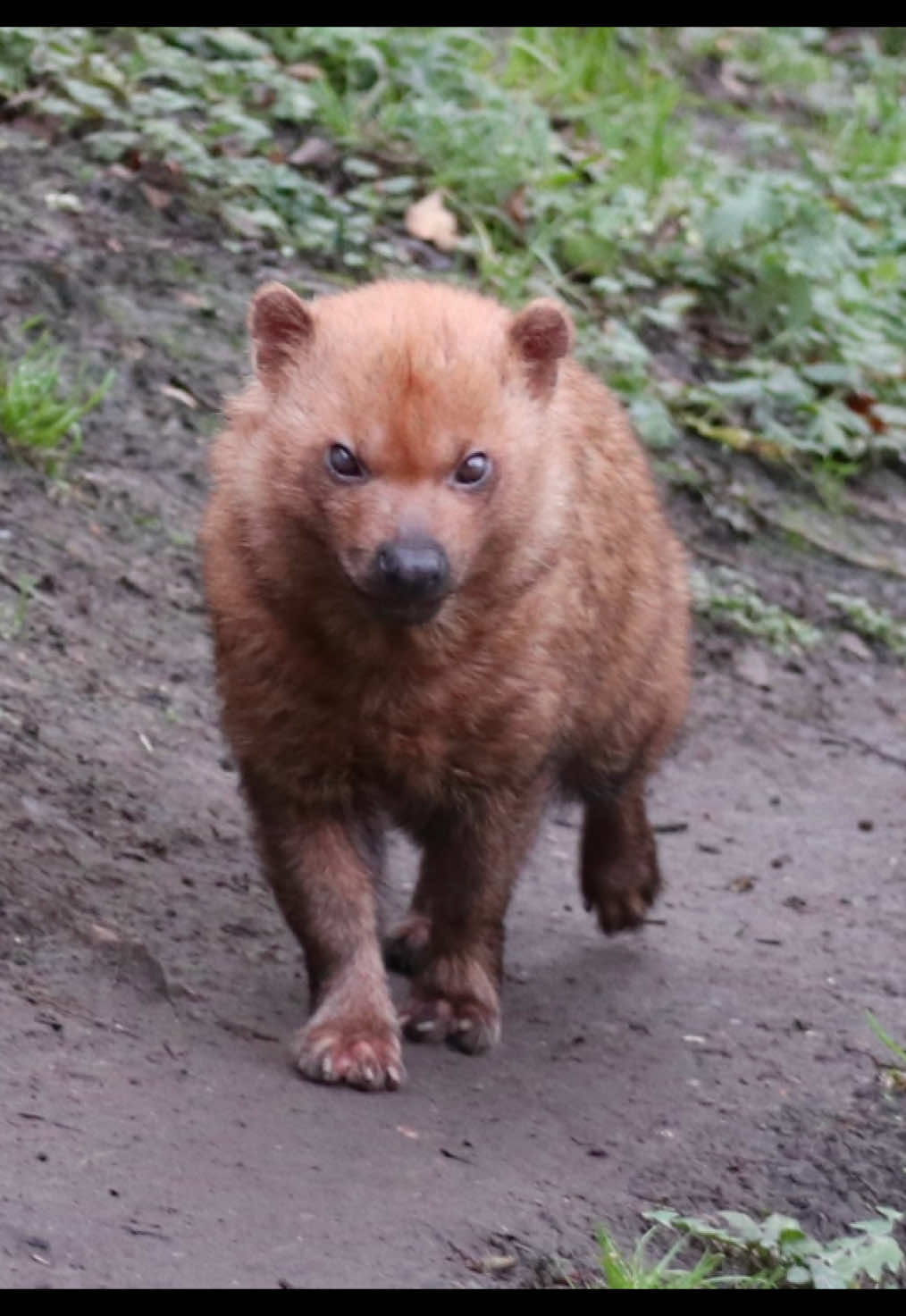Just the sounds of Bush Dogs. Such amazing canines from South America - with a conservation status of near threatened, populations are declining due to habitat loss and illegal poaching