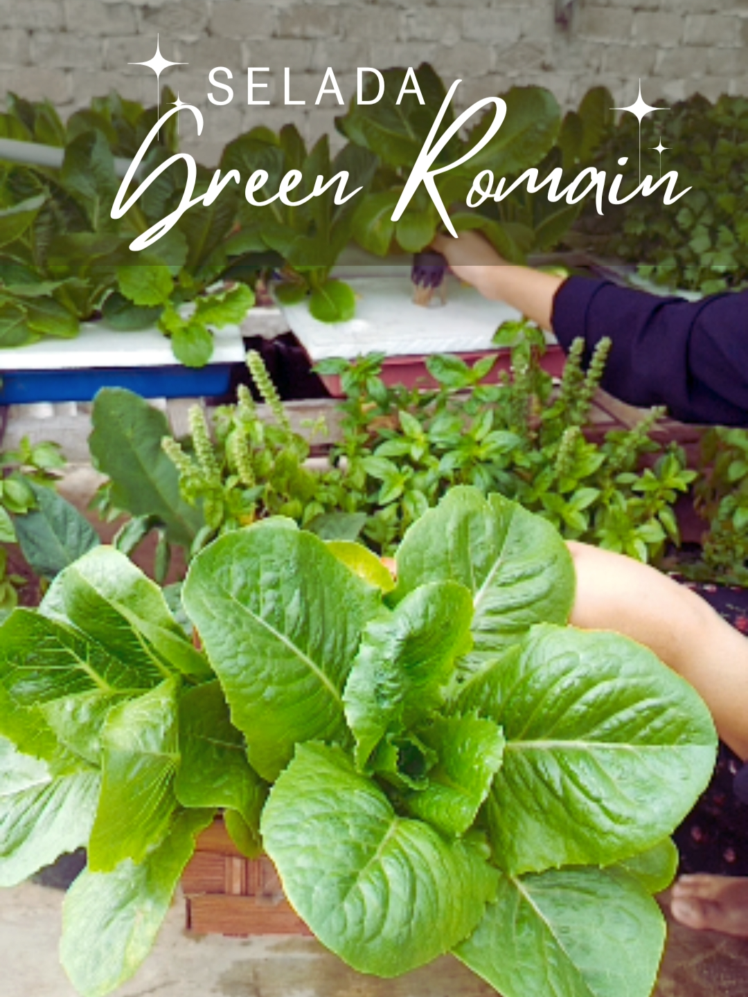 Pertama kalinya panen selada green romaine yang cantik seperti ini, lumayan sih buat lalapan acara makan-makan keluarga nanti malem. #hidroponik #panensayur #berkebundirumah #fyp #fypシ #petanimuda