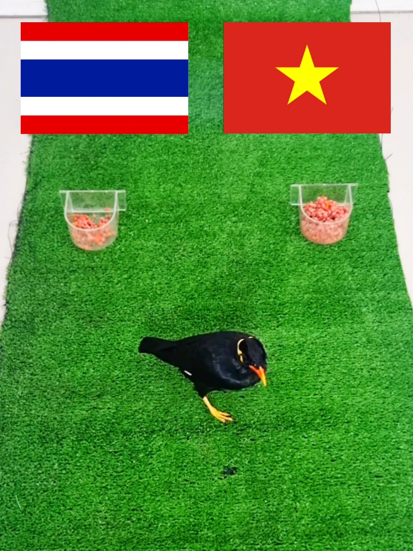 Dự đoán tỉ số VIỆT NAM vs THÁI LAN chung kết ASEAN CUP 2024 #aseancup2024 #affcup #vietnam #thailand #vietnammuonnam🇻🇳 #bongda 