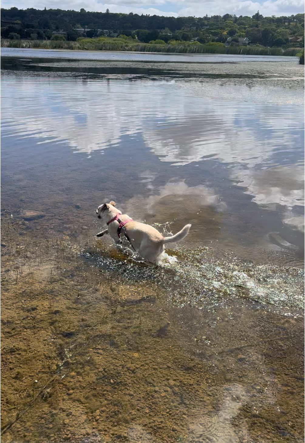 Last swims of 2024 ❤️🐶 #dogs #family #Summer #newyear @Marc Anthony 