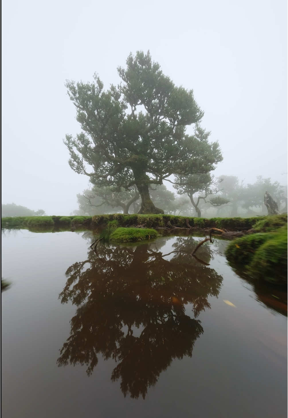 These ancient, twisted laurel trees once covered much of southern Europe but vanished during the Ice Age. Madeira is one of the last places on Earth where this mystical forest still thrives. With the fog rolling in, it felt like stepping into another world. 🌿