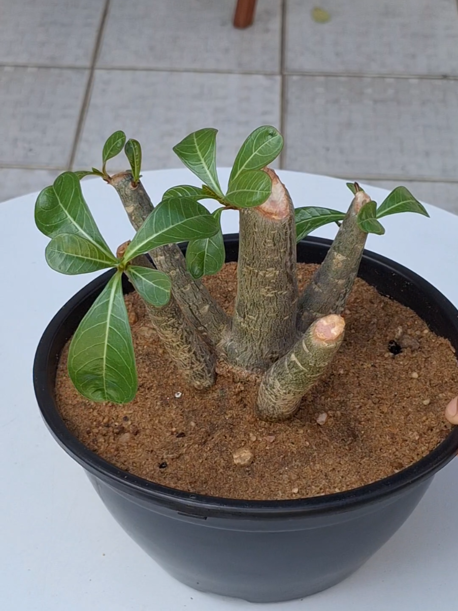 Consegui salvar minha rosa do deserto que deu podridão no caudex. #rosadodeserto #plantas #rotina 