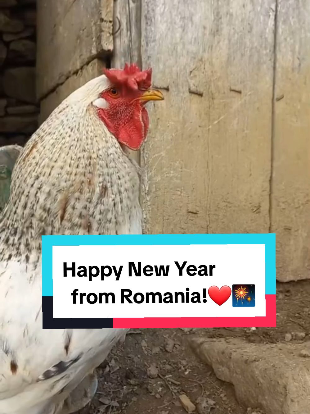 Happy New Year to all of you! See you next year!❤️ #fyp #happynewyear #lamultiani #romania #chickentok #chickens #funny 