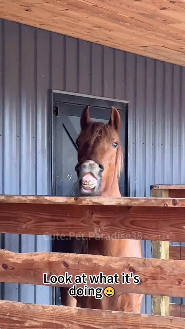 Such a fun horse!😂😆#horse #horses #foryour #horsesoftiktok #horsetok #horselover #foryourpage #fun #funny #funnyvideo #funnymoments #funnytiktok #funnyy #funnyanimals #funnymemes 