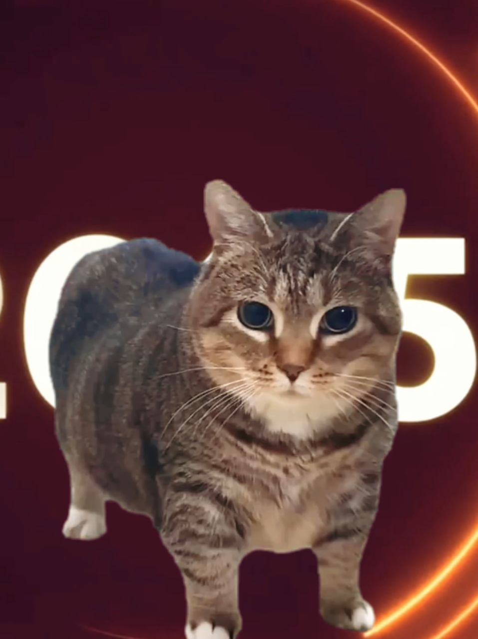 OiaCat Happy New Cat 2025 #foryou #trending #oiacat #meme #2025 #cats #cat #catsoftiktok #music #fyp #newyear #happy #oiaoiacat 