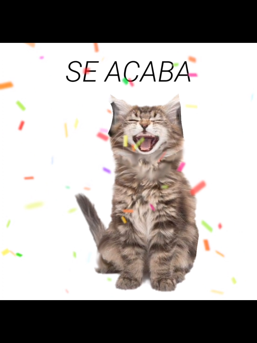 ahora uno de año nuevo algo simple, porque hoy estare ocupada.  feliz año nuevo!  #añonuevo #2025 #seacaba #newyear #Viral #Viral #edicion #miau #gatos #gatitos 