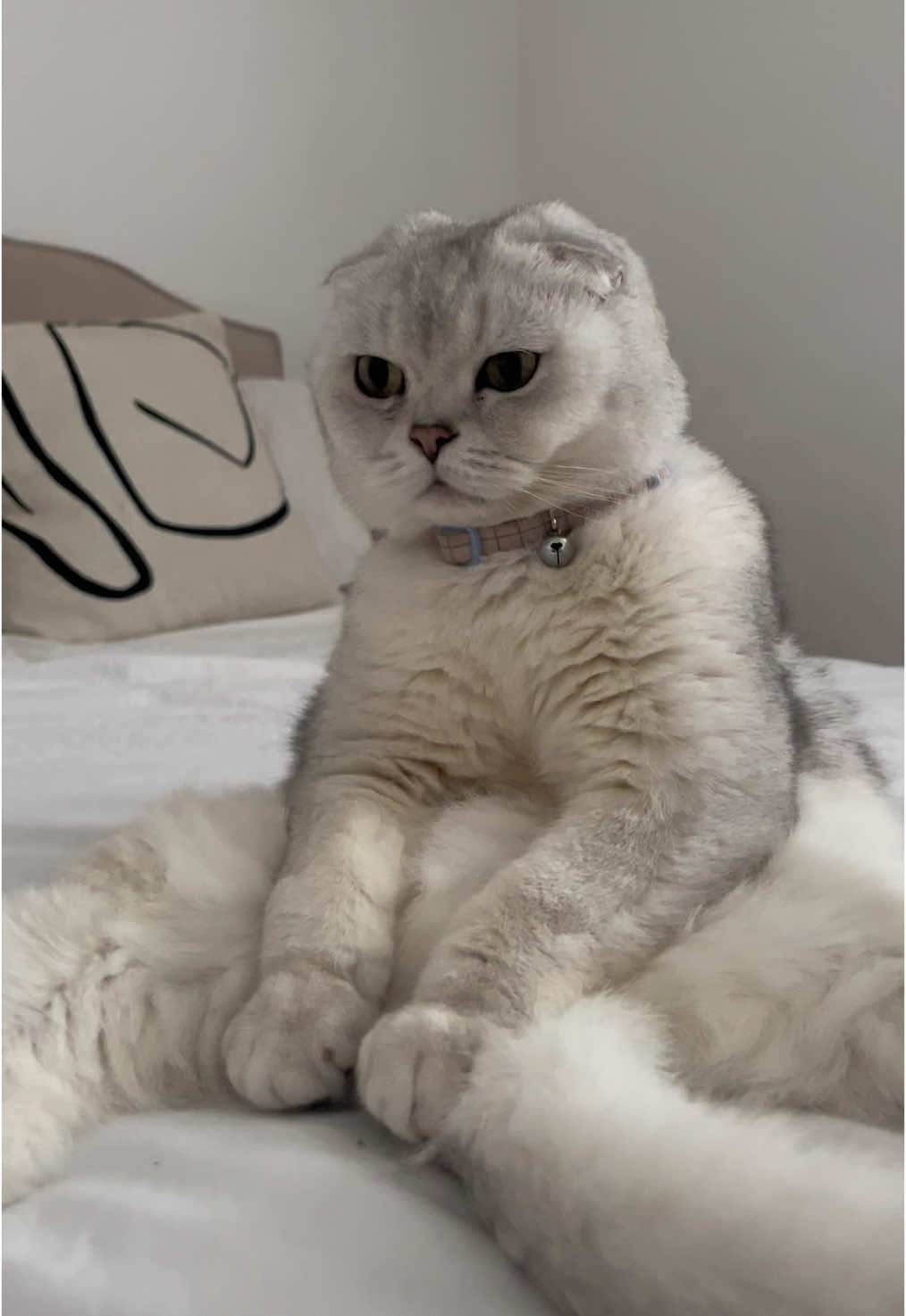 Look at this!!#kardashians #pickle #cutecat #catsoftiktok #funnycat #scottishfoldlovers #scottishfoldlovers #scottishfoldcat 