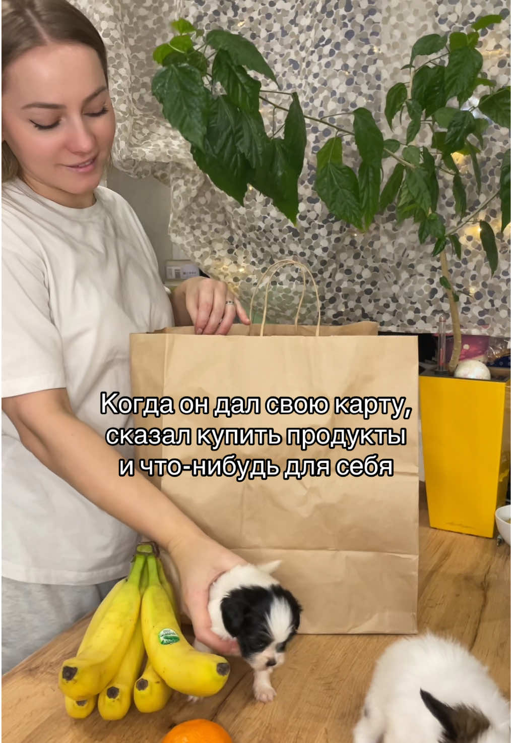 🫣🩷 #папильонбеларусь #щенкипапильона #papillondog 