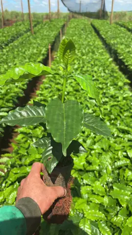 Mudão de qualidade 🌱🇧🇷 viveiro do jafet piumhi MG    Faça suas encomendas para 2025 não deixe para última hora    Telefone para contato (37)998199271#Viveiro #cafe #agro #agriculture #agronomia #agro10brasil #agronaopara #agroetop 