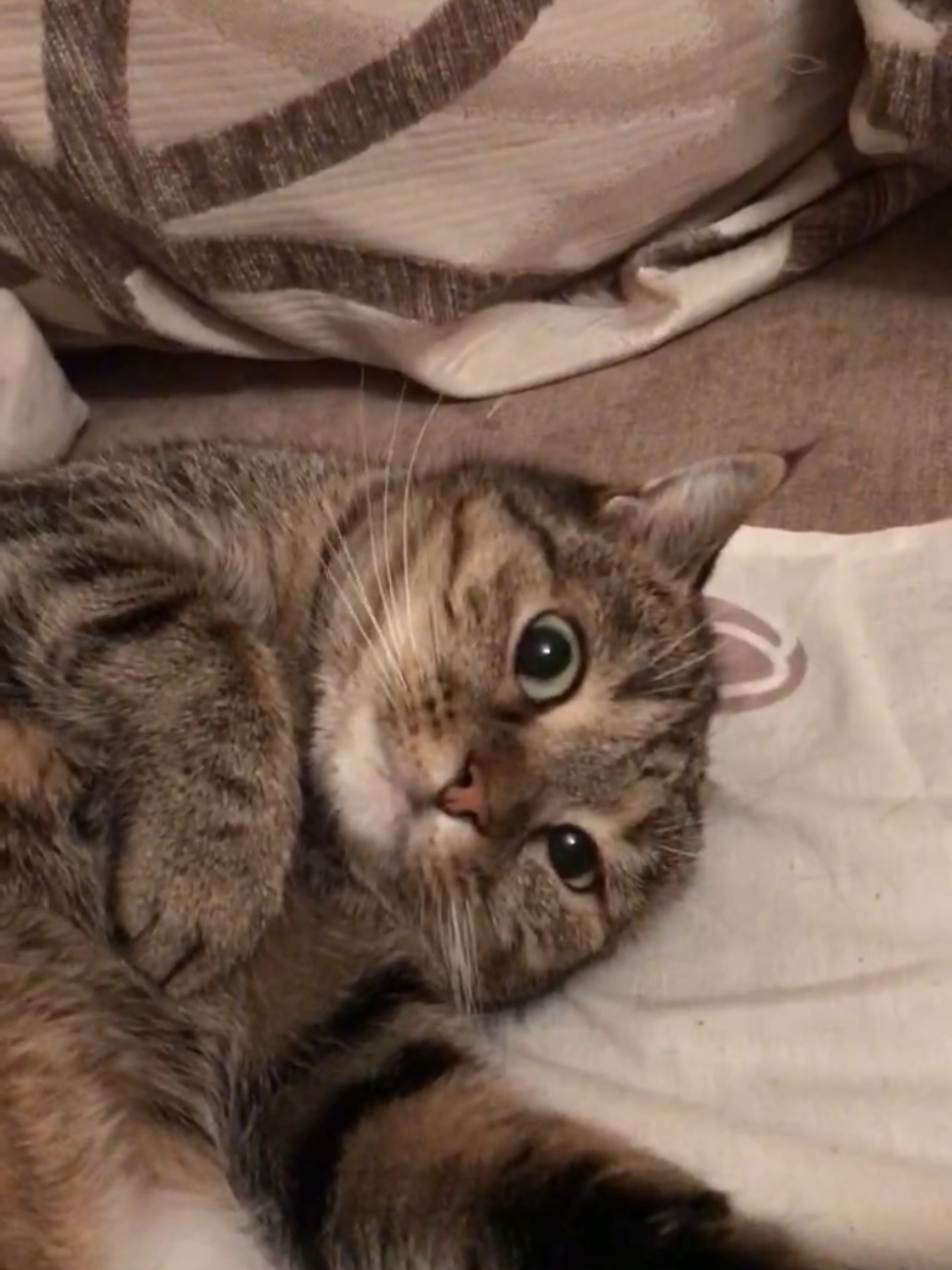Сарделічна недостаточність 😁#cat #котики #catsoftiktok 