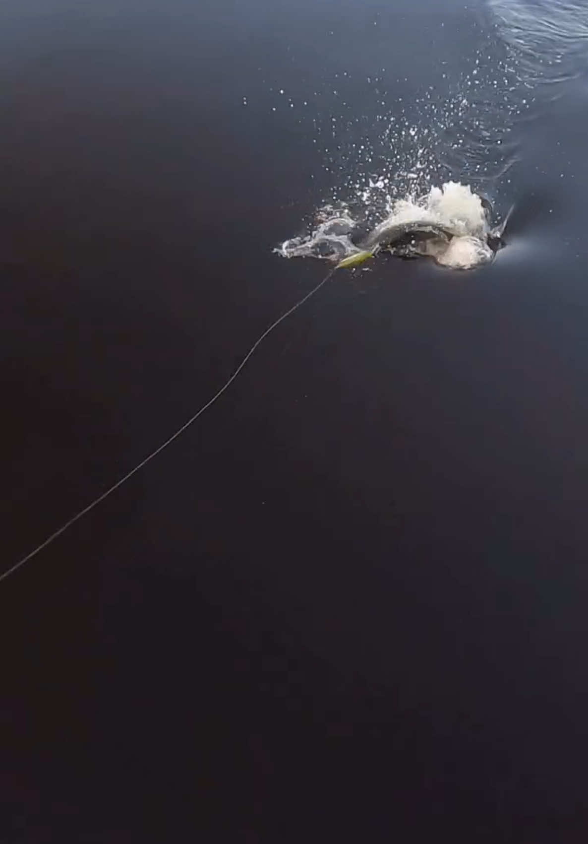 #fy #fypシ゚viral #viral #fish #fishinglife #fishing #topwaterfishing #explore #explorepage #اكسبلور 