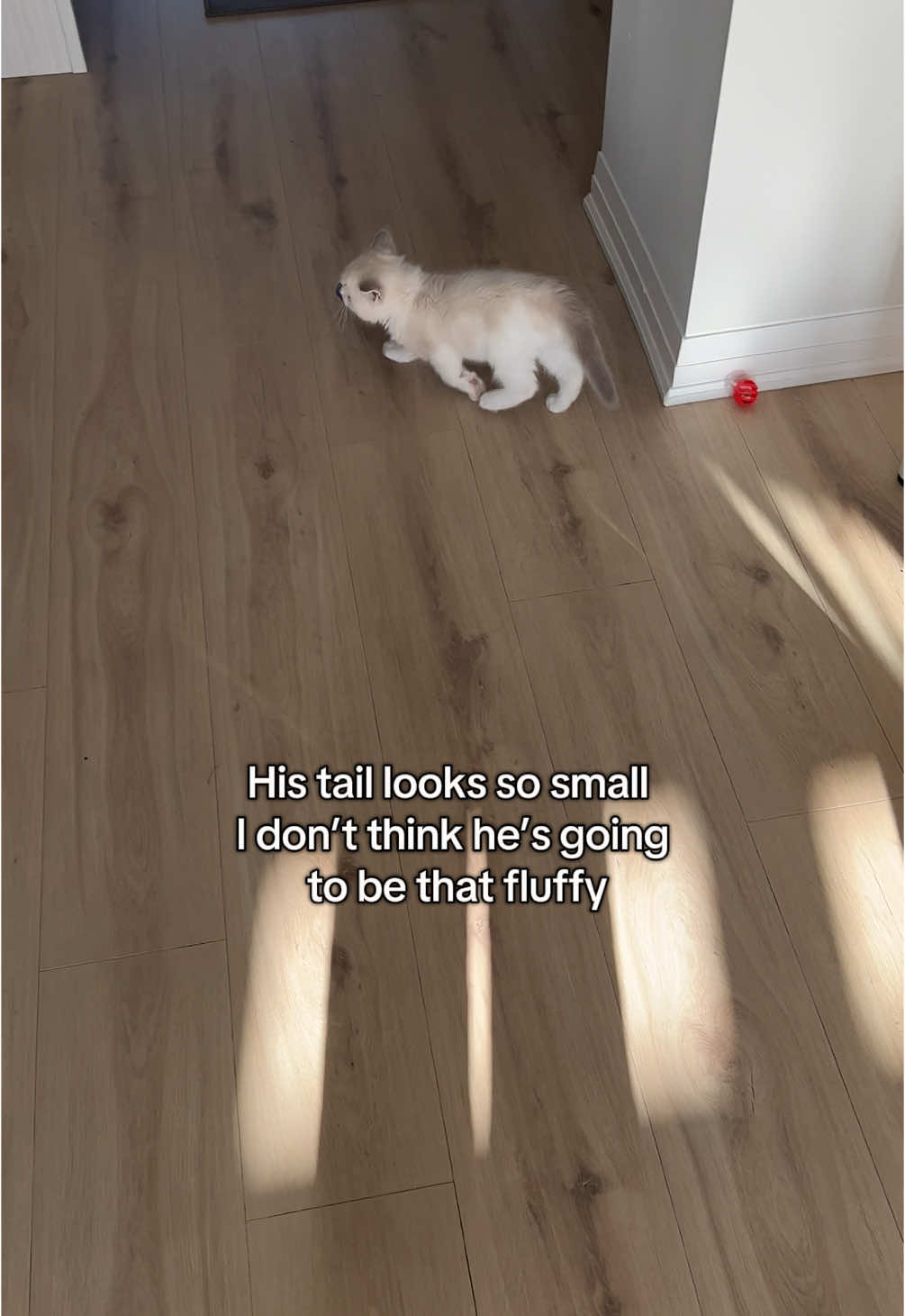 And hes suppose to get even more fluffy …. ☁️ #kittensoftiktok #ragdollcat #cat #catvideo #ragdollkitten #fluffycat #catsoftiktok 