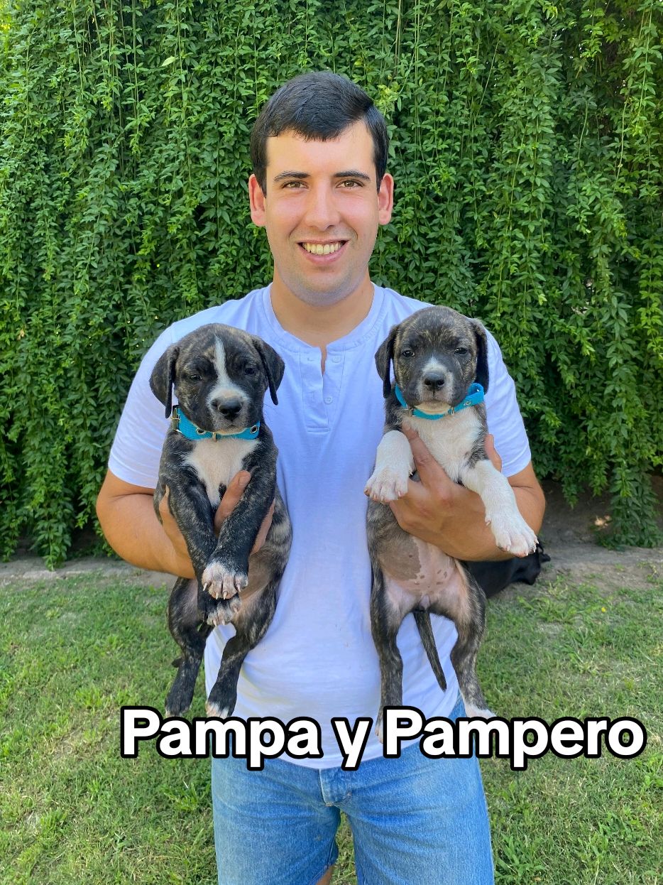 PAMPA Y PAMPERO 🖤🦍 ✨Les contamos un poco de sus características✨ Vacunados y desparasitados,!ya están listos para integrar una nueva familia 🖤 Para más info contáctanos 📲 #presacanario #presacanarioarg #perrosdeguardia #cachorrospresacanario #presacanariosofinstagram #presacanarioworld #presacanariolife #cachorros #presacanarioofinstagram