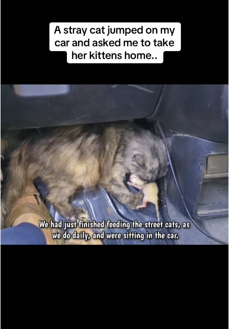 A stray cat jumped on my car and asked me to take her kittens home.. #rescue #rescuecat #rescuekitten #kitchen #cat #catsoftiktok #kittensoftiktok