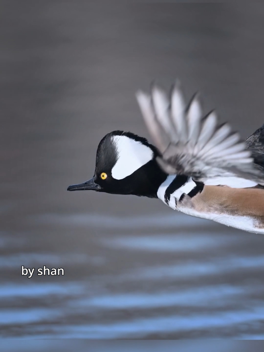 Hooded Merganser flying his way into 2025. Dude has an awesome haircut if you ask me. Wishing all a very happy and blessed 2025 #duck #ducks #waterfowl #flying #happynewyear 