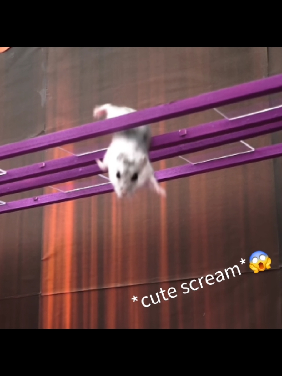 I spend 10 minutes on this so please DONT flop 🥺🫶 #fyp #squidgame #hamster #cute #roblox #foryoupage❤️❤️ #satisfyingvideo #sadness #emotional #newyear #slay #ate #flop #floptok