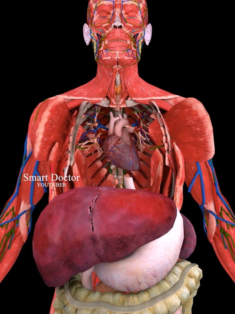 #TikTokAwards  Your Organs Outside Your Body 🫀✨ . . The human heart is a vital organ that pumps blood throughout the body, supplying oxygen and nutrients while removing carbon dioxide and waste products. Here are some key points about the human heart: Anatomy: The heart has four chambers: two upper atria and two lower ventricles. The right side pumps deoxygenated blood to the lungs, while the left side pumps oxygenated blood to the rest of the body. Valves: There are four main valves (tricuspid, pulmonary, mitral, and aortic) that ensure unidirectional blood flow through the heart and prevent backflow. Circulation: The heart is part of the circulatory system, which includes the pulmonary circuit (to and from the lungs) and the systemic circuit (to and from the rest of the body). Electrical System: The heart has its own electrical system, including the sinoatrial (SA) node, which acts as the natural pacemaker, regulating the heartbeat. Health: Maintaining heart health is crucial, as cardiovascular diseases are leading causes of morbidity and mortality. Lifestyle factors such as diet, exercise, and avoiding smoking play a significant role in heart health. . .  #pulmonaryhypertension #heartanatomy #3danimation #cardiology #anatomy  #cardio #meded #education #3dmodel  #smartdoctor1 #medtech #pharma #medstudent #vray #doctor #माहवारी #月経 #임신 #妊娠 #medicina #pregnant #pregnancy #baby #heartdisease #anatomi #anatomia #anatomía #해부학 #해부 #anatomíahumana