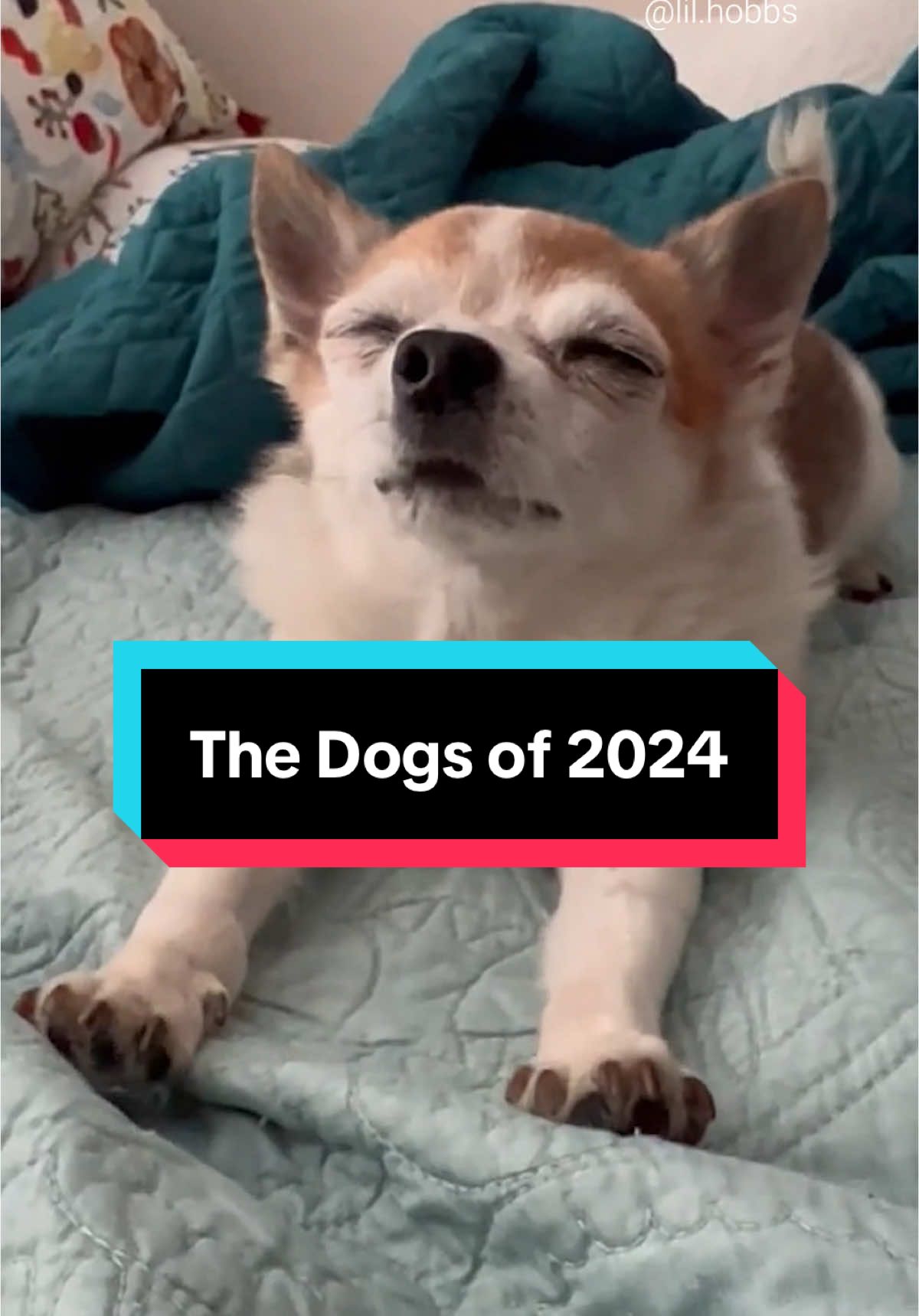 The Dogs of 2024 (full video on YouTube) #weratedogs #yearinreview 